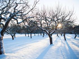 apple-trees-in-winter-alamy-c3kkb7-580x435